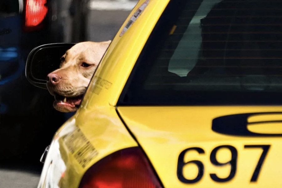 Pet Taxi vs. Regular Taxi: Why Specialized Transport Is a Game-Changer for Pet Owners