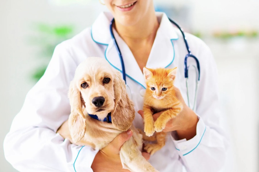 The Role of Veterinary Clinics in Tackling Pet Overpopulation in the UAE